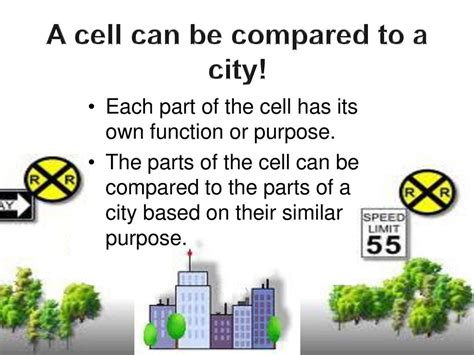 how are cells similar to a city